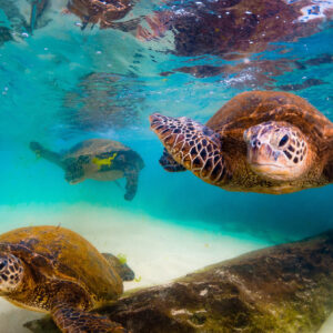 An endangered Hawaiian Green Sea Turtle cruises in the warm waters of the Pacific Ocean in Hawaii.