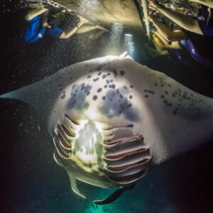 Manta Ray in Hawaii Waters