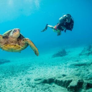 Turtle & Scuba Diver Hawaii