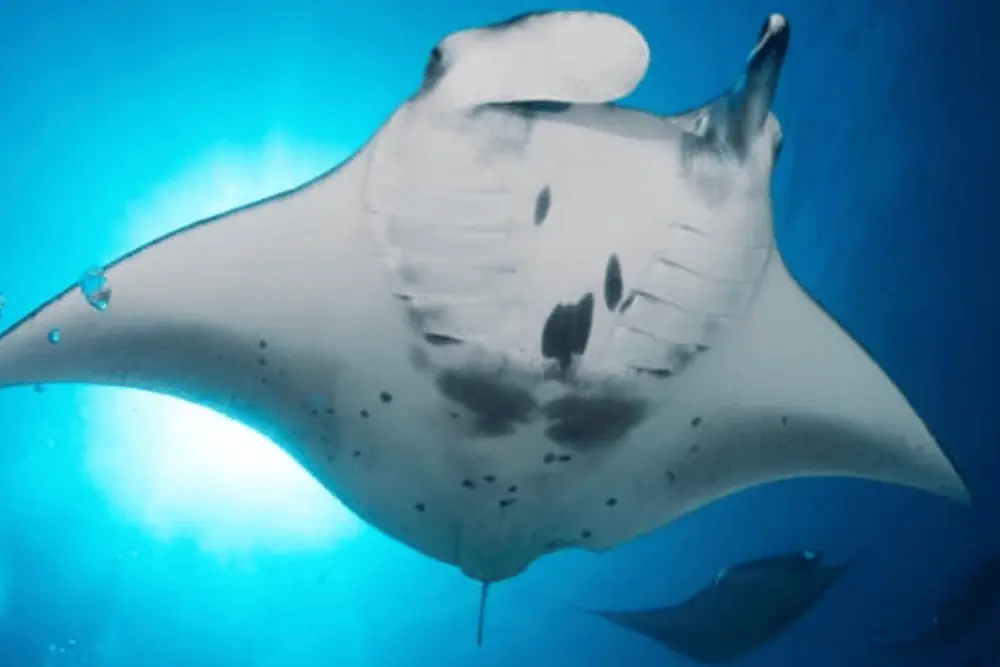 Manta Ray Hawaii