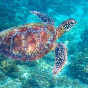 Turtle Canyon Snorkeling and Swim