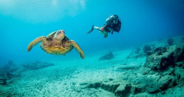 Turtle & Scuba Diver Hawaii